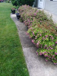 walk3.JPEG power washing & roof cleaning service