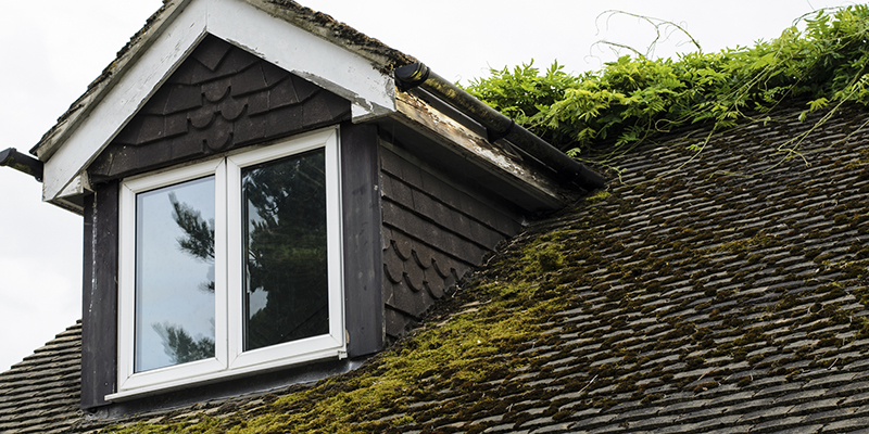 Common Mold Issues on Your Roof